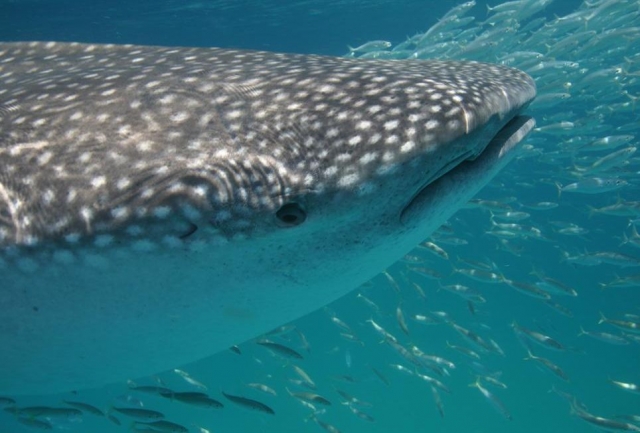 Snorkel junto al tiburon ballena